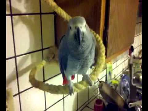Angry Parrot